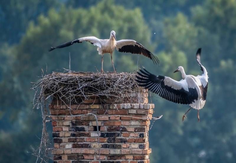 Professional Chimney Animal Removal Services in Forest Hill, Texas