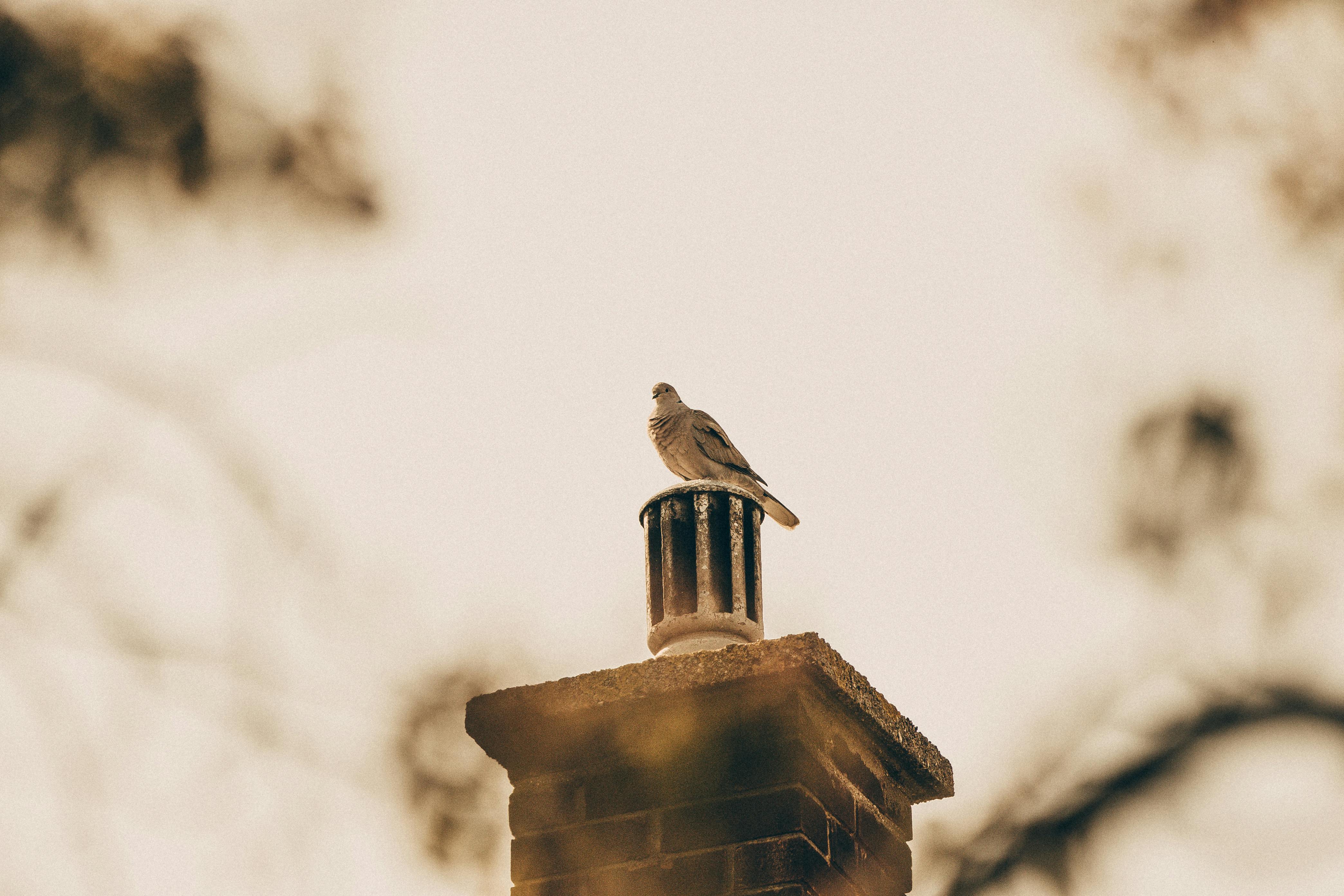 Expert Chimney Cap Installation in Forest Hill, Texas